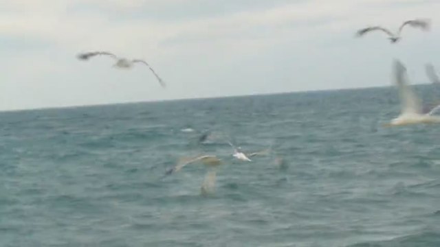 Гларуси и чайки над морето край Слънчев бряг