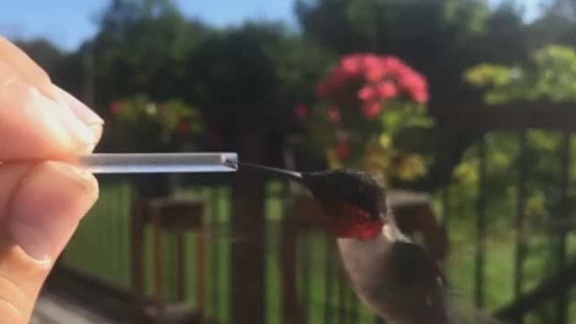 Да нахраниш колибри