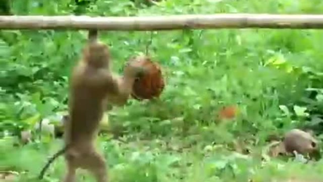 Маймуна работи, но не става човек