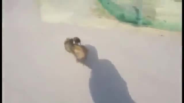 Маймуна язди прасенце