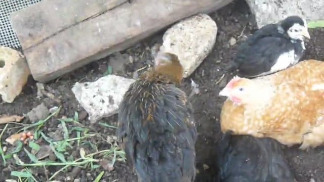 Малки пиленца се събуждат ....опъват си и краченцата
