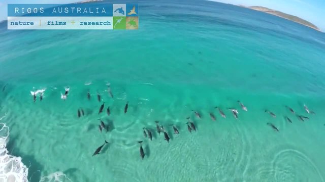 Делфини сърфират в морето високи вълни