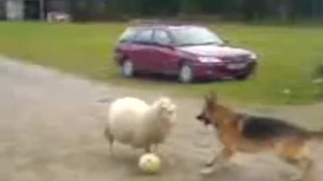 Овца напада куче - прави се на футболен вратар