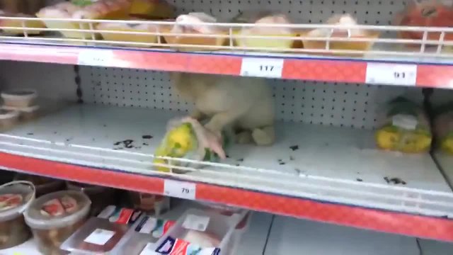 Котe си похапва пиле в супермаркет .