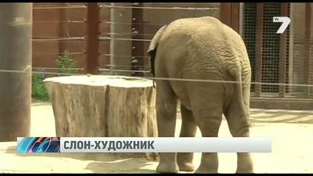 Слон-художник шашка гостите на зоопарк