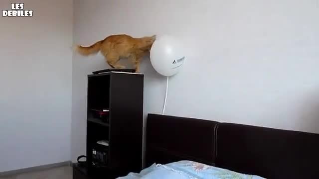 Смях - Коте си играе с балон!