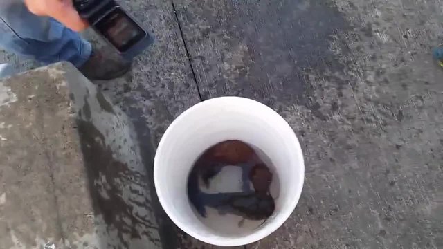 Риболов - Видра отмъква риба от кофа
