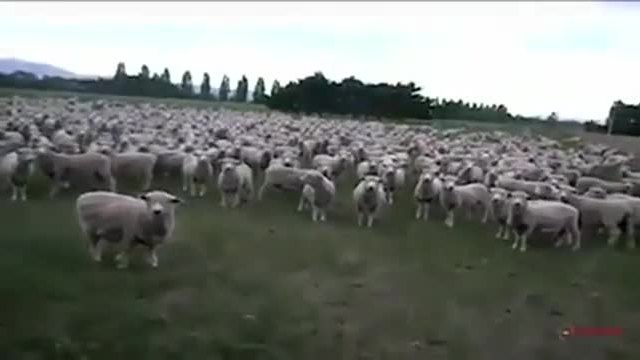 Овцеееее - Проверка &quot;Всички ли сте тук&quot; - Овена извика към стадото!