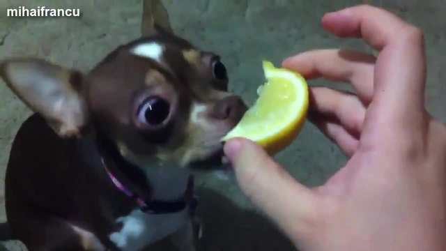 Кучета и лимони - Смешна Компилация 2014