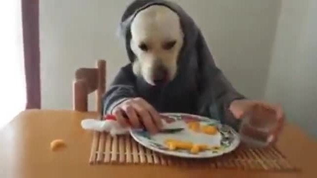 Най-гладното куче