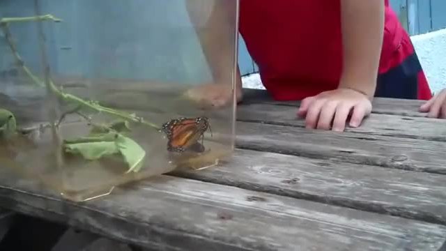Реакцията на малчуган когато пеперуда каца на лицето му!