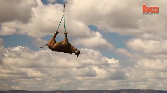 Как Хеликоптер пренася черен носорог над джунглата
