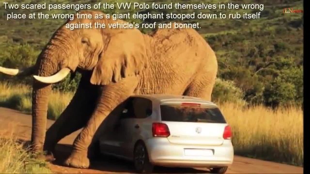Високи нива на тестостерон,накараха слон да нападне кола във Южна Африка