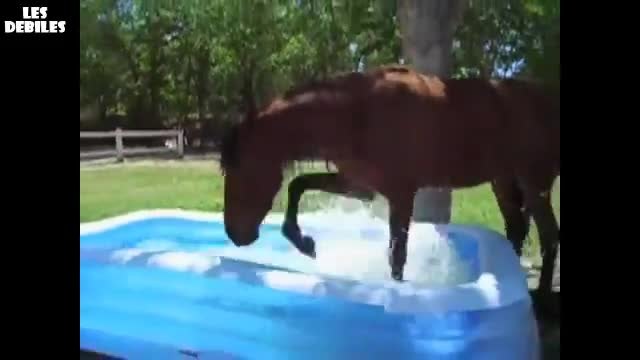 Кон се забавлява в плувен басейн.