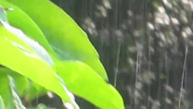 Колибри си взема душ под дъжда ,като ползва листата на цвете за вана