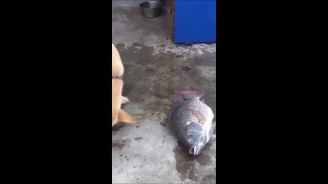 Куче се опитва да спаси риби