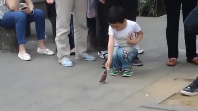 Птички показват завидни умения с монети забавляват хората на улицата