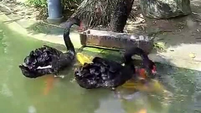 Лебеди дават храна на риби..