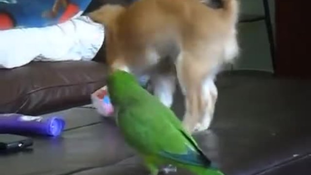 Папагал и кученце в борба за празна кофичка от йогурт , смях