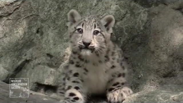 Зоопарк представи две бебета леопарди от рядък вид,животинките са родени на 6-ти май