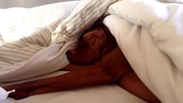 Мързеливо и недоволно куче надава вой срещу сутрешната аларма на будилник