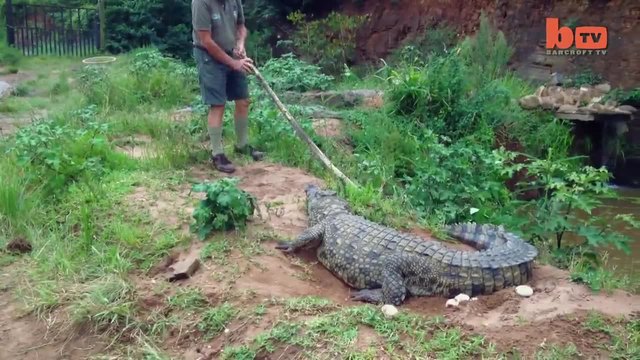 Крокодил брани снесените си яйца , гледач едва не изгубва живота си !