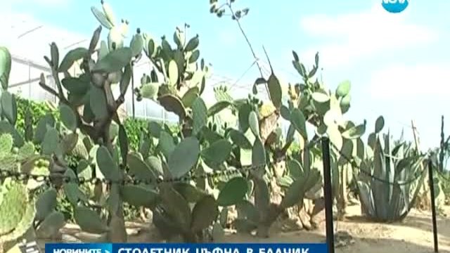 Уникално растение цъфна в Ботаническата градина в Балчик ,столетникът цъфти веднъж в живота си