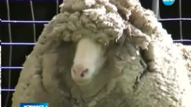 Най-рунтавата овца в света е в Австралия