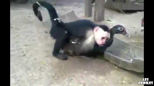 Маймуна се опитва да се чифтоса с патица!