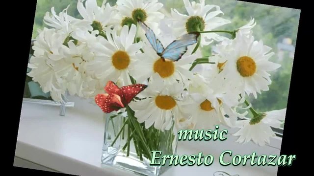 My favorite daisies for you!  ... (music Ernesto Cortazar) ... ...