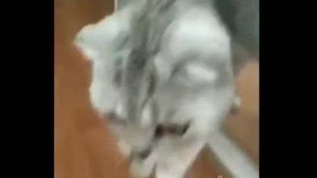 Реакцията на котка която се вглежда в огледалото!
