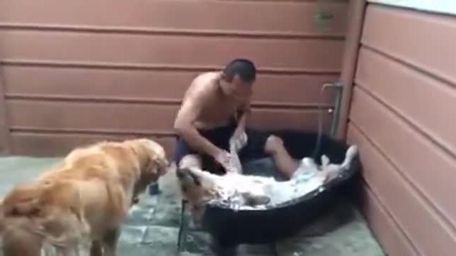 Как се къпе куче .... а това куче определено обича да го къпят!