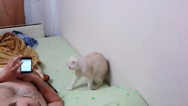 Котка се изправя когато слуша химна
