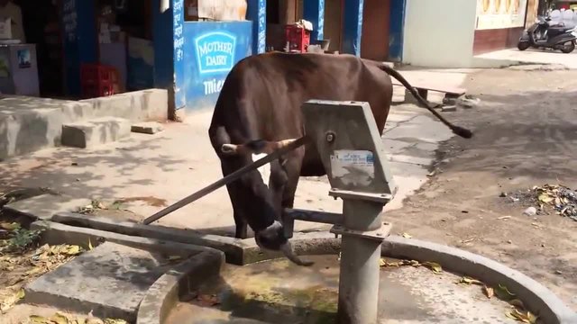 Умна крава пие вода от ръчна помпа