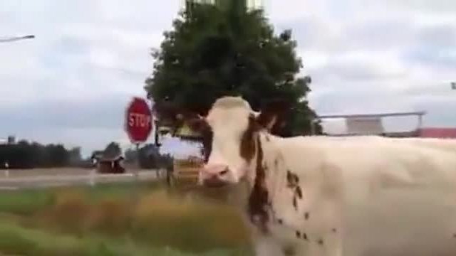 Смях ... Да те поздрави крава !!!