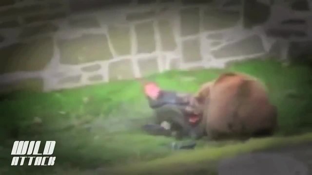 Ужасяващи кадри как мечка убива човек - Bear Attack 2014