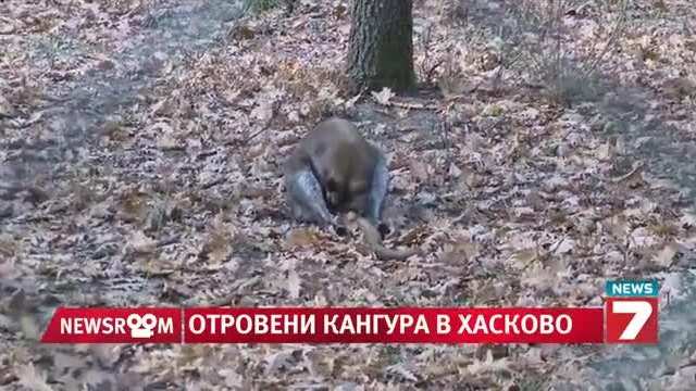 Отровиха двойка кенгура в хасковския зоопарк