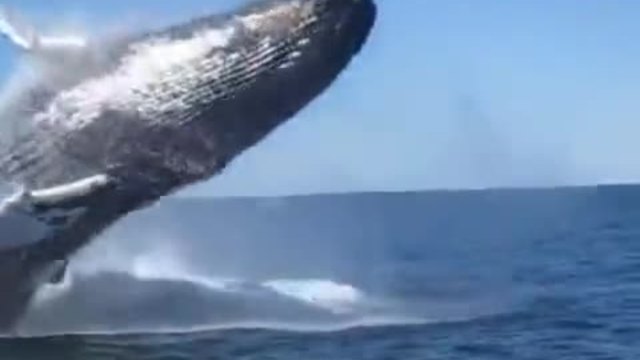Когато кит скочи на метри от теб… става страшно… (ВИДЕО)