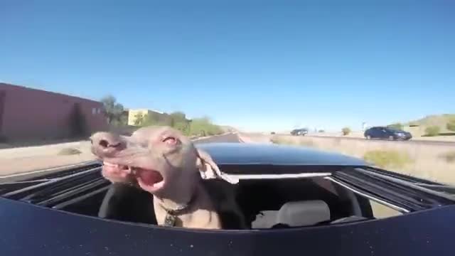 Куче се подава от покрива на кола при висока скорост.....невероятно е супер Видео!!!