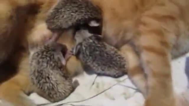 Коте майка кърми таралежчета