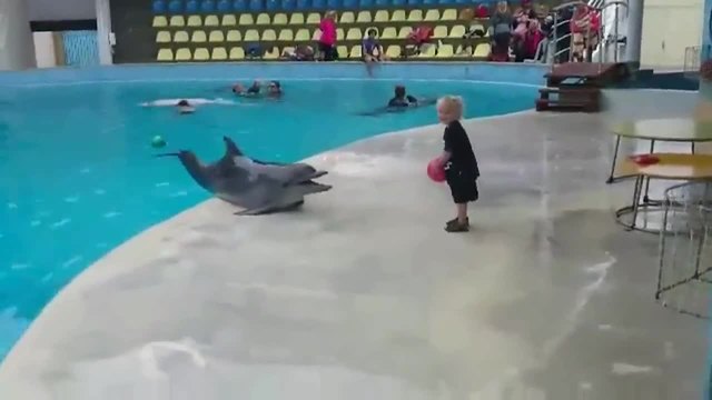 Дете и делфин... просто играят един с друг