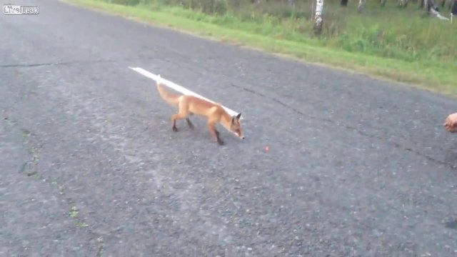 Гладна лисица хапва на пътя