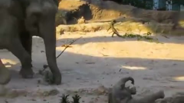 Слонове оказват бърза помощ на падналото си слонче да се изправи на крака!