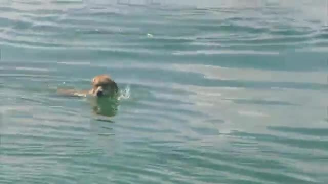 Куче плува със делфин