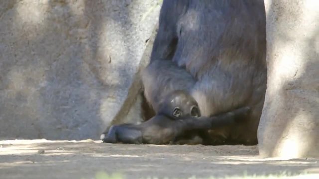 Първите стъпки на бебето горила
