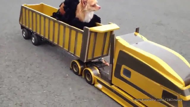 Кученце с личен транспорт