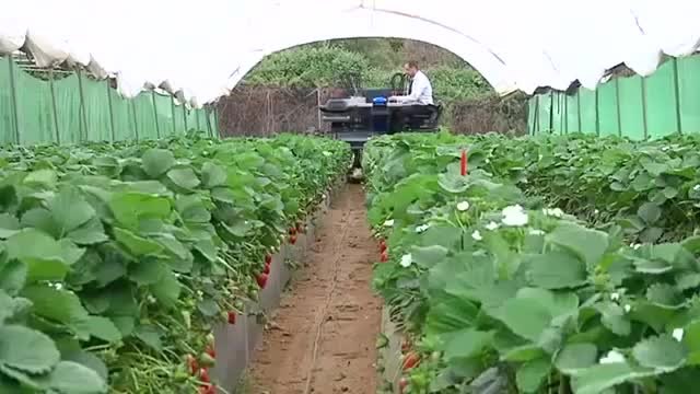 Как ягоди се обработват с комбайн