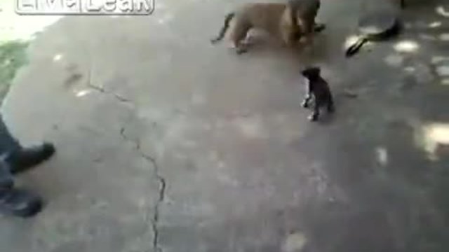 Майка котка се включва в боя да защити малкото си