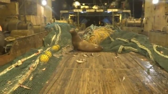 Руски рибари на траулер освобождават разярен морски лъв попаднал в мрежите им с риск за живота си !