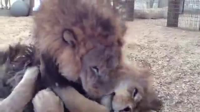 Братя лъвове спасени от цирк